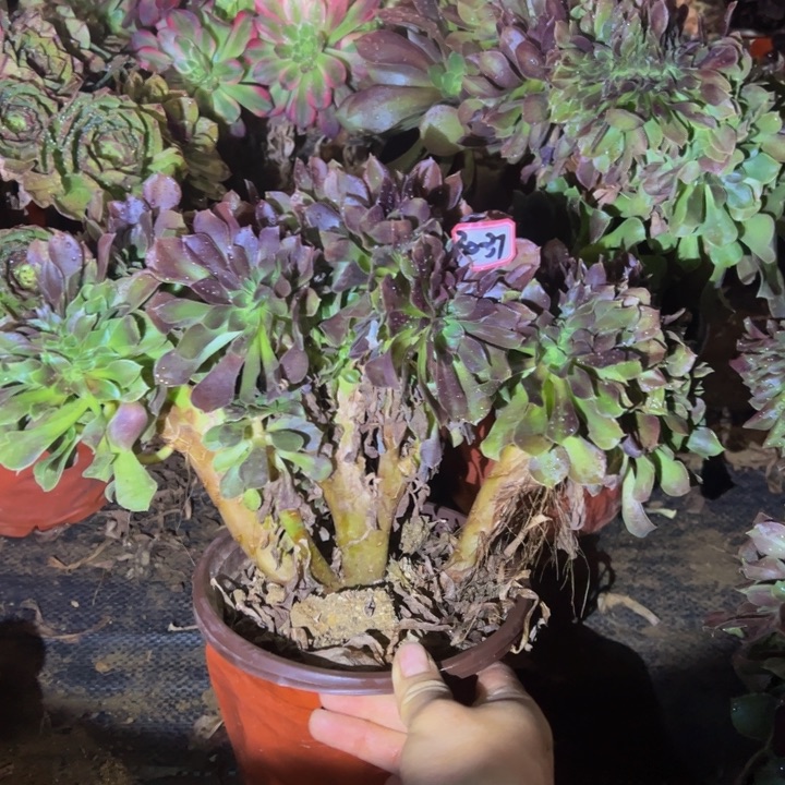 玫瑰缀多肉植物30-37