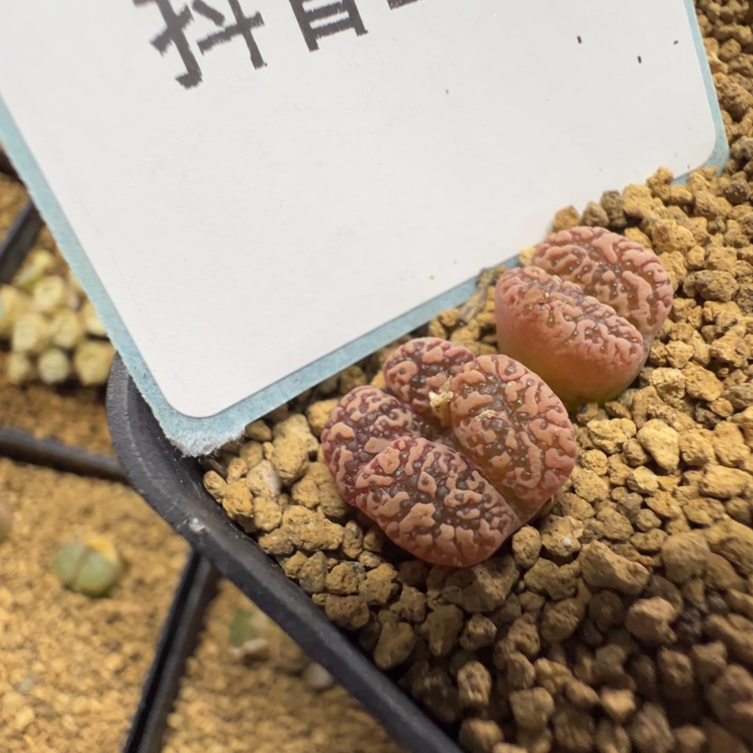 14-85肉锥多肉植物