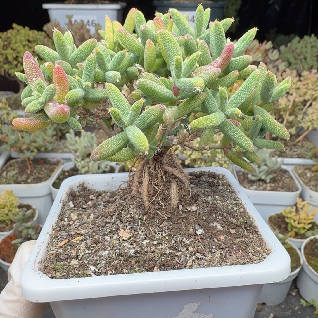 A384玉米提根枝干一物一拍