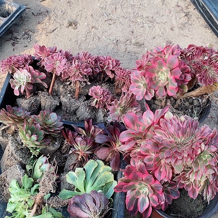 小姐姐拍广东110元