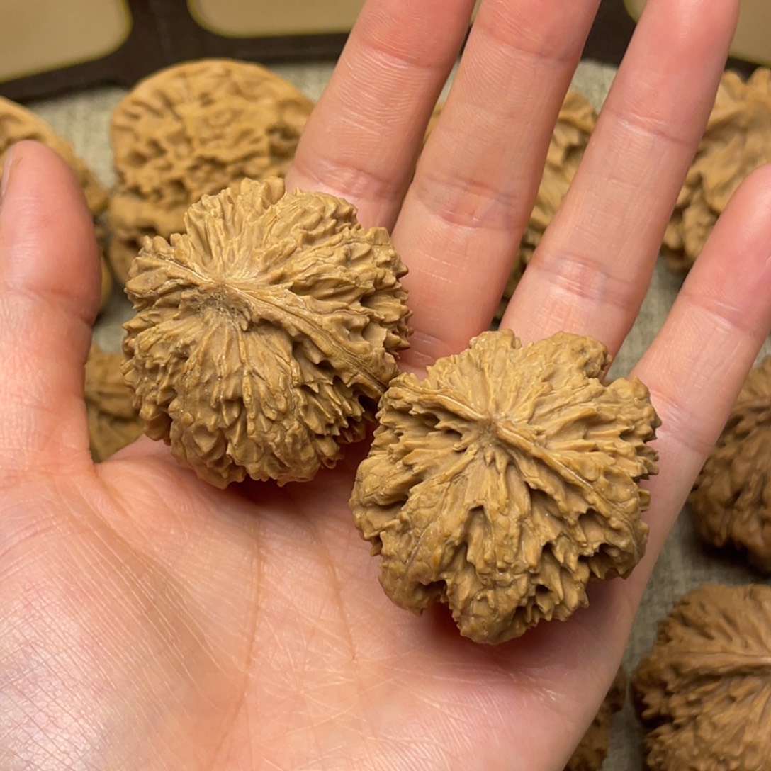 武***谓核桃秦岭核桃26号