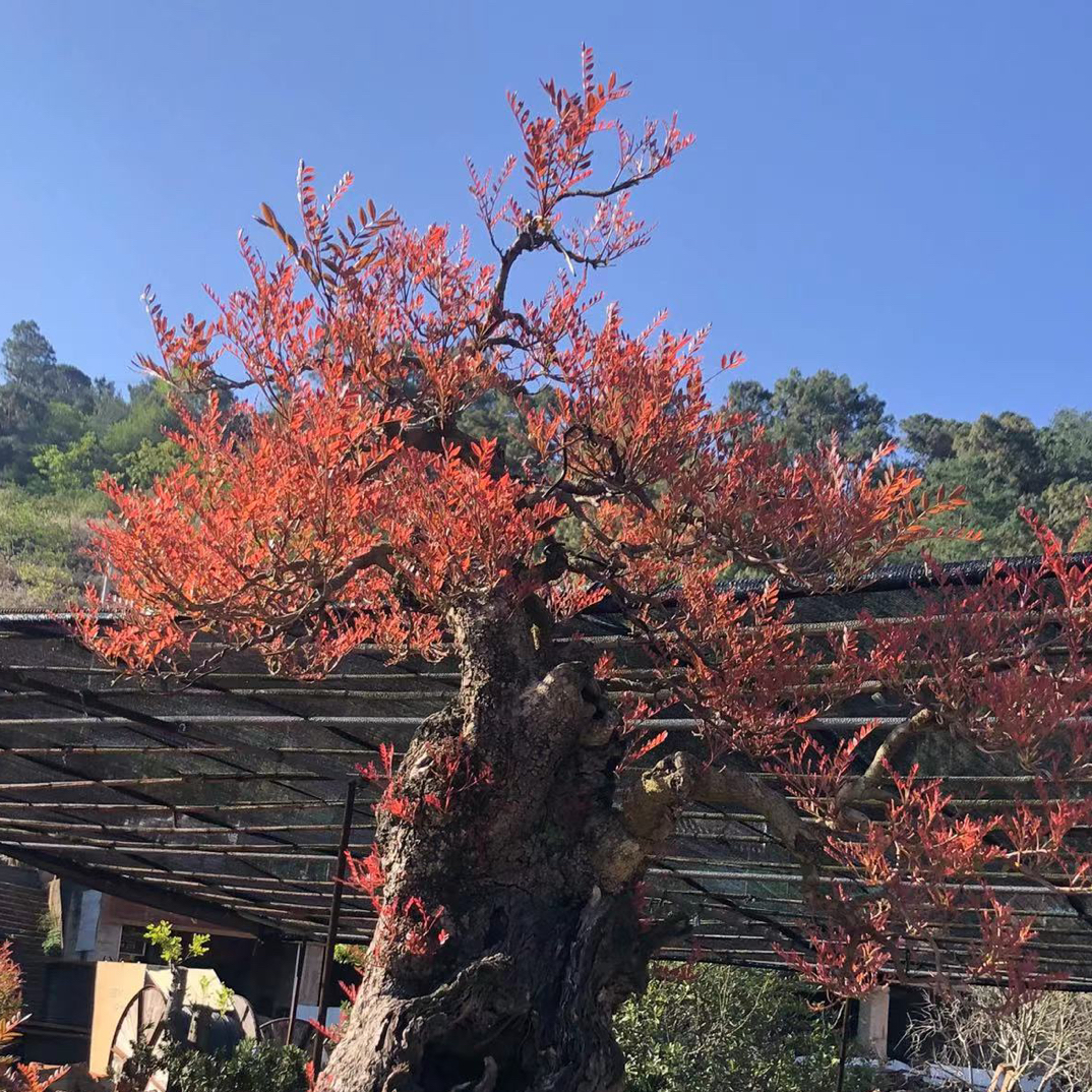 云南红芽清香木老桩