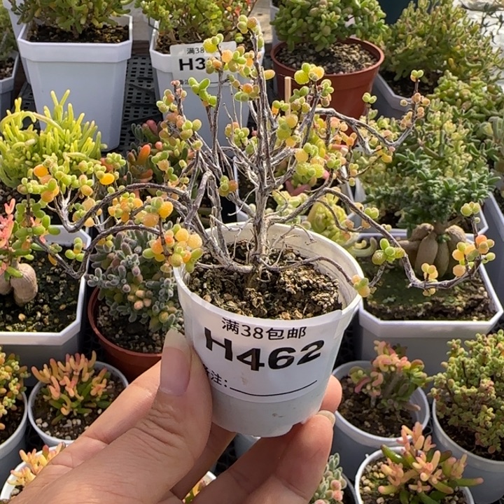 2***3462-多肉植物枝干金桔糖球