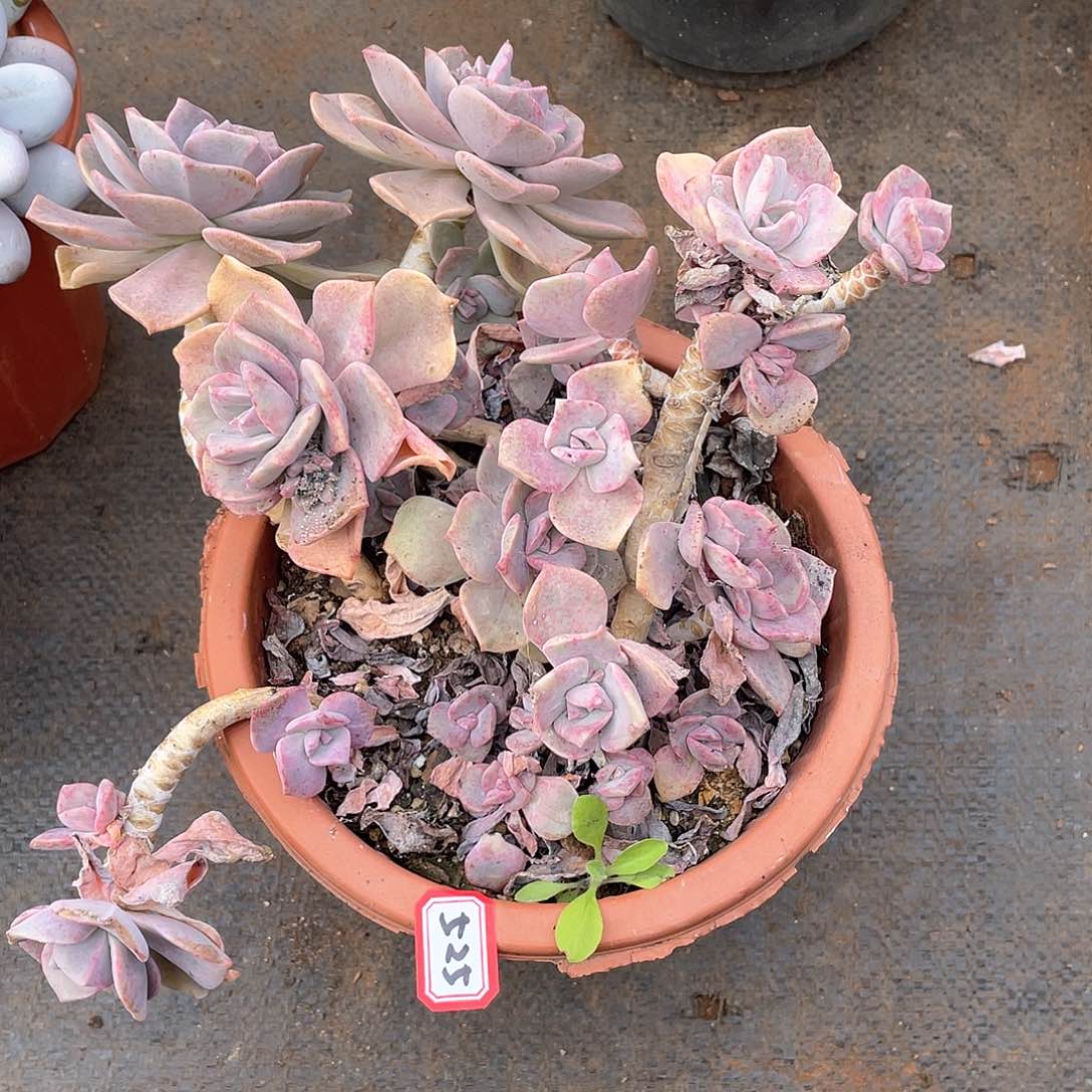 525彩虹糖 一物一拍多肉