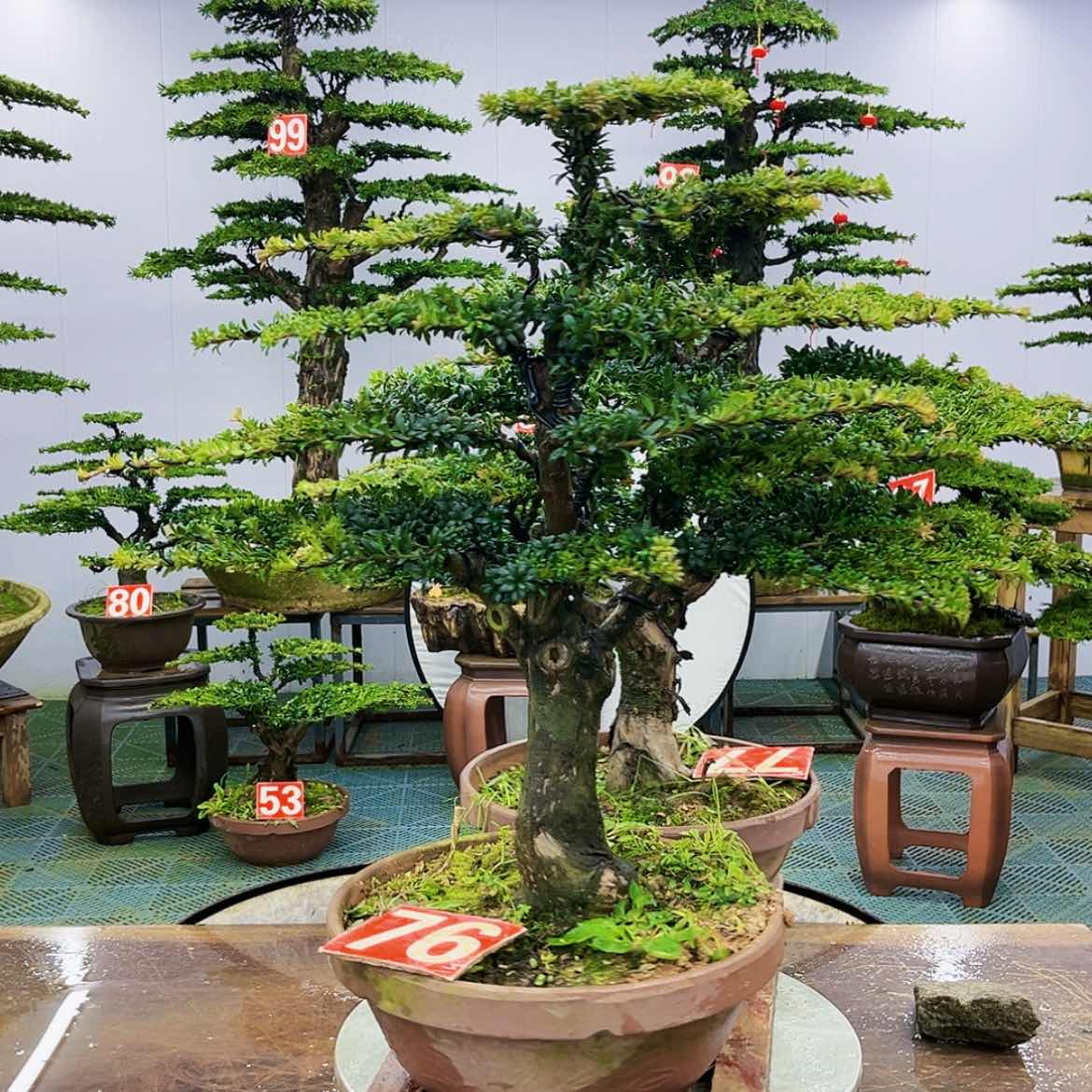 【闪购商品】罗汉松盆景艺术展等