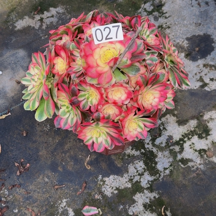 *****0000027荔枝多肉植物