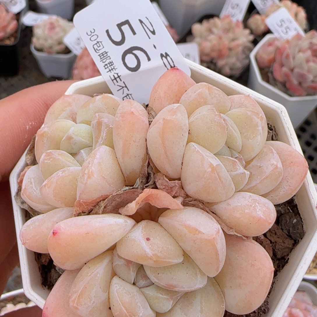 雪媚娘三头一颗脱土