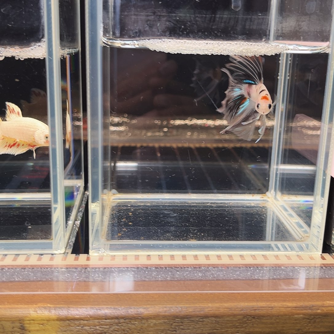海水鱼宙斯斗鱼竞拍1220