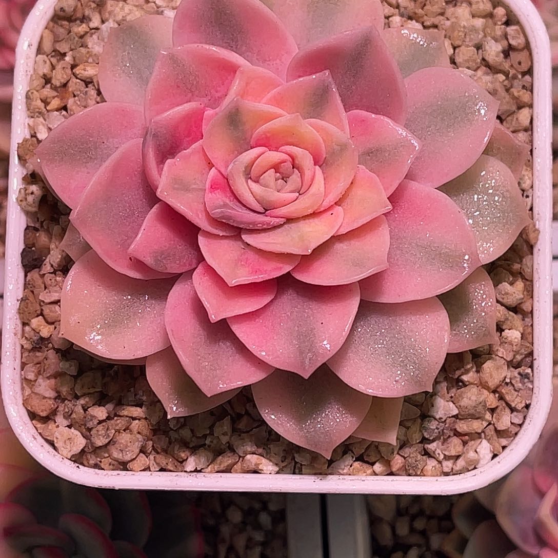 尚品园艺福利安娜玫瑰锦