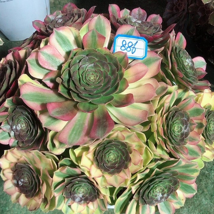 886雨荷多肉法师