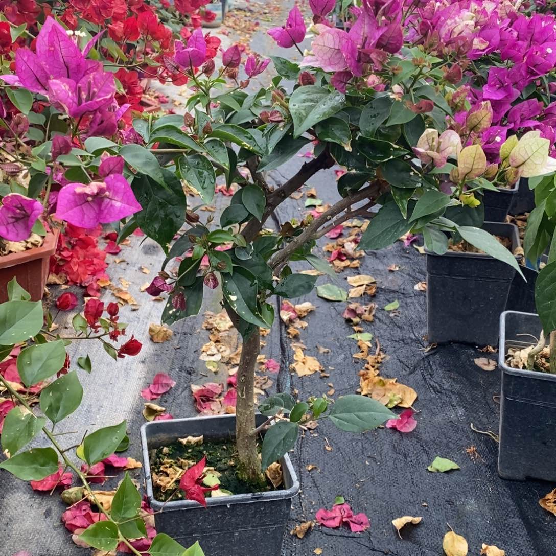 无花朵三角梅皇帝小桩