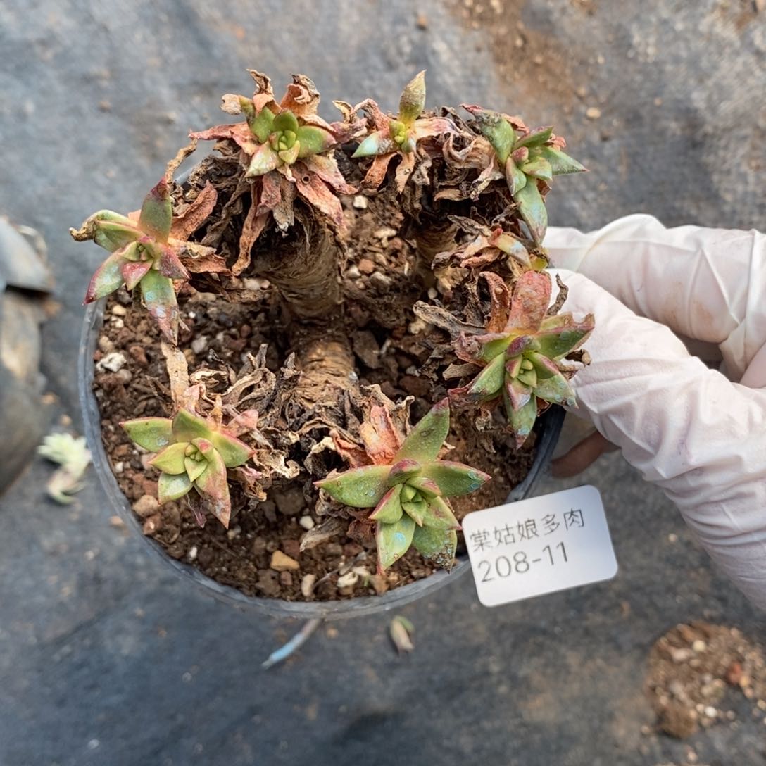 11号绿菊瑕疵瑕疵多肉 