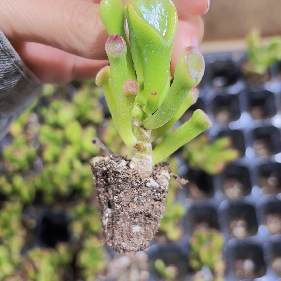 小穴苗吸财树2米2颗