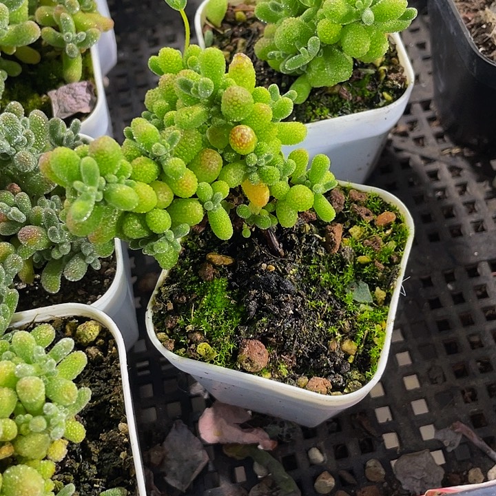 粉粹糖球带盆土发