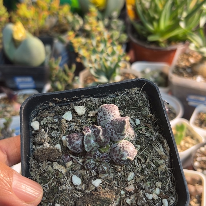 740 达摩海豹水泡