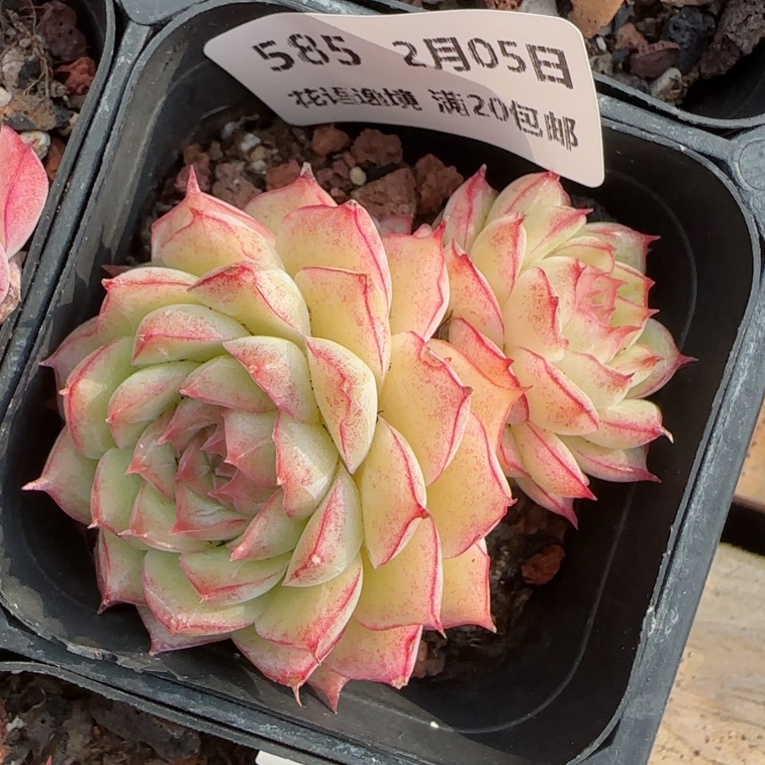 花语逸镜0205-585