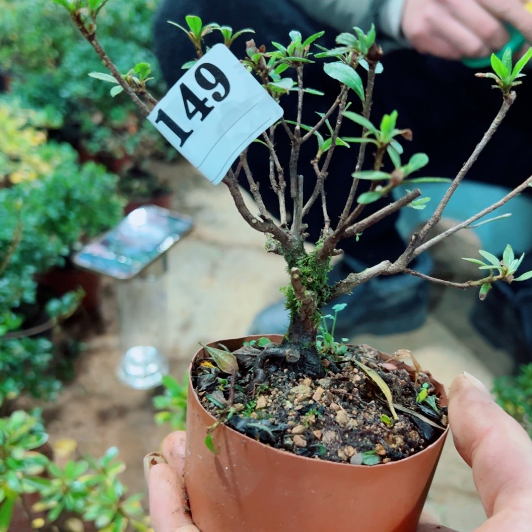 完全开放深***哥杜鹃花科植物有花