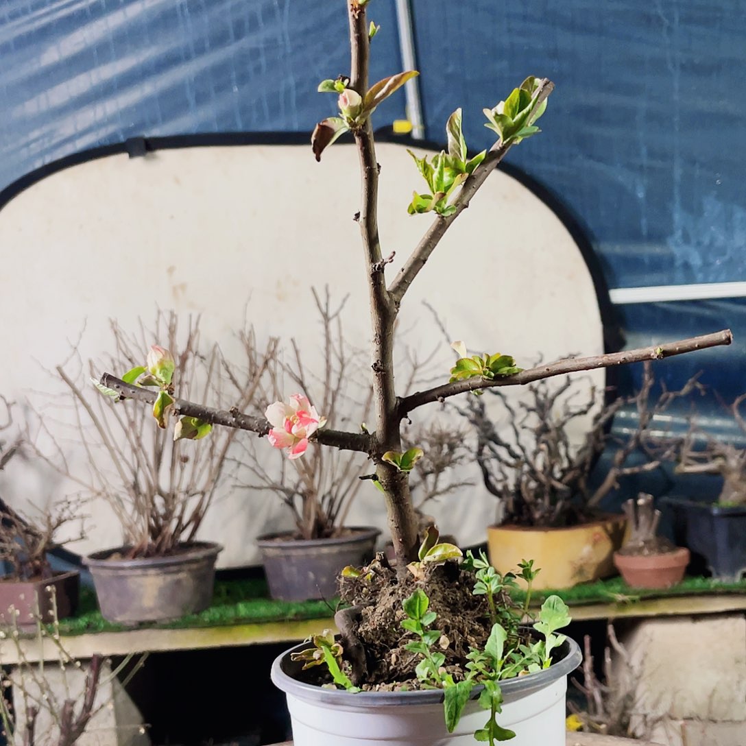 海棠花天女130补差价180