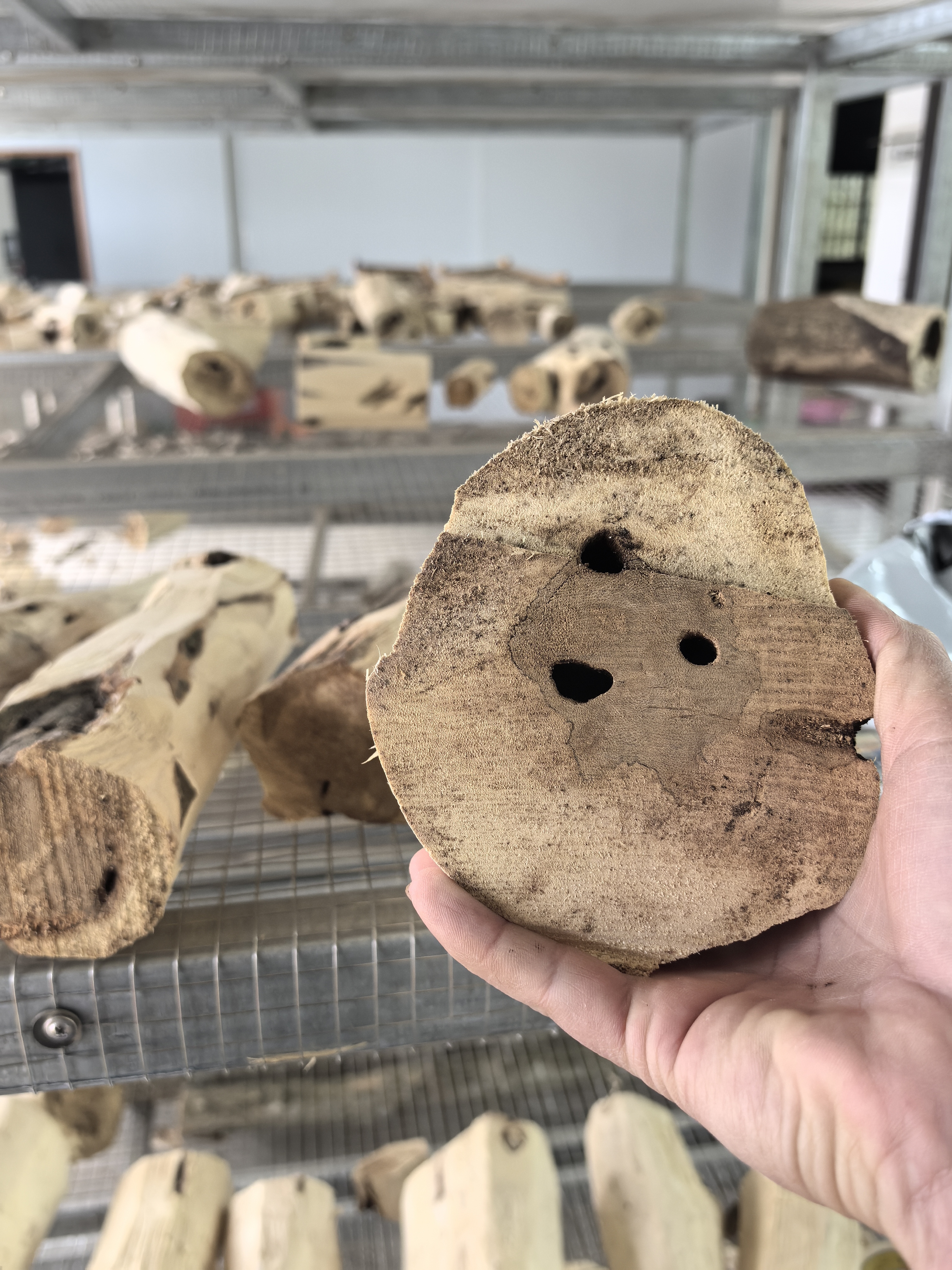 直播间一物一拍沉香原木摆件香薰材料