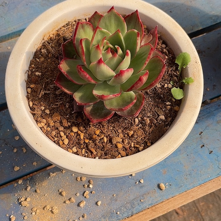 惊鸿仙子多肉植物199