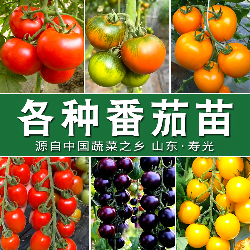 【番茄苗大全】大粉大红草莓番茄黑珍珠普罗旺斯番茄圣女果小番茄苗