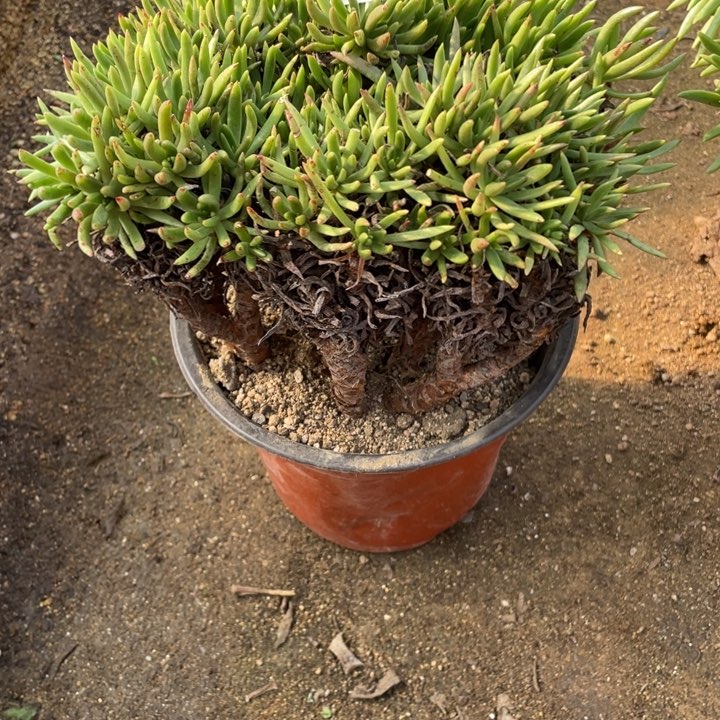 303号维思辛达多肉植物