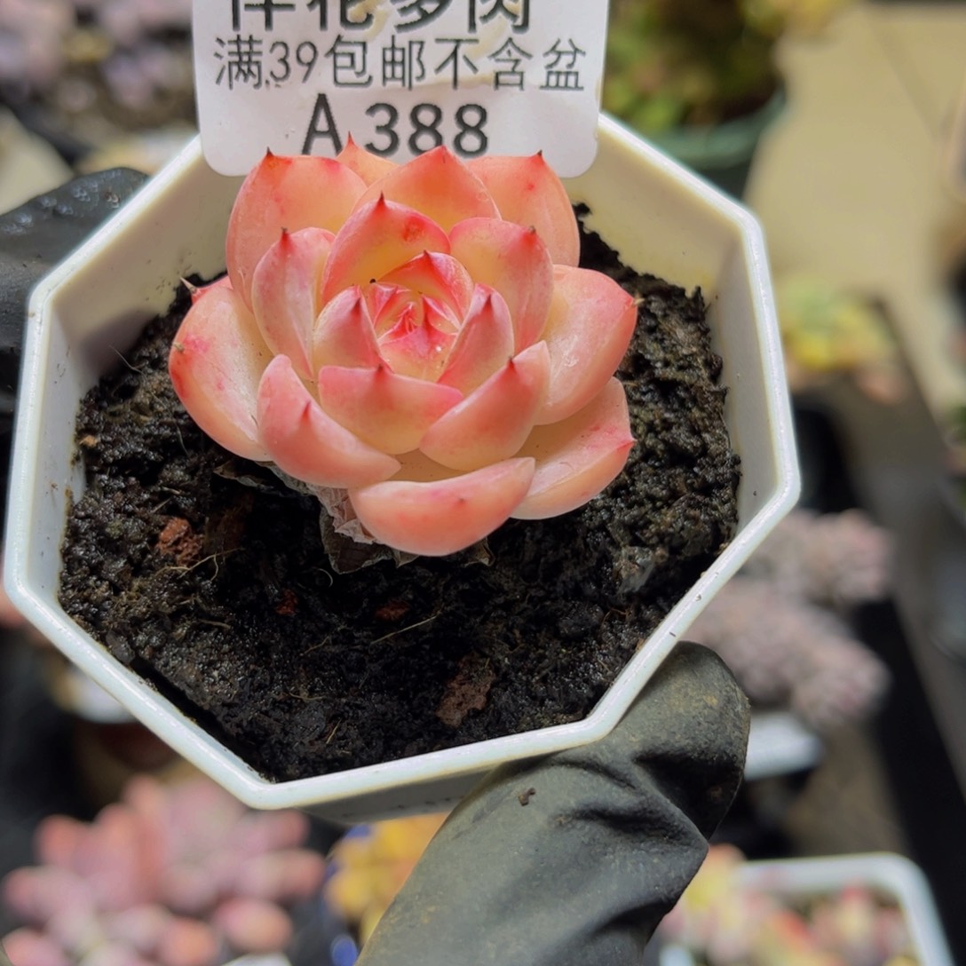 388法兰西玫瑰4厘米