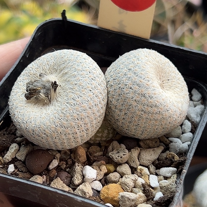 自根双头小人帽5.7cm