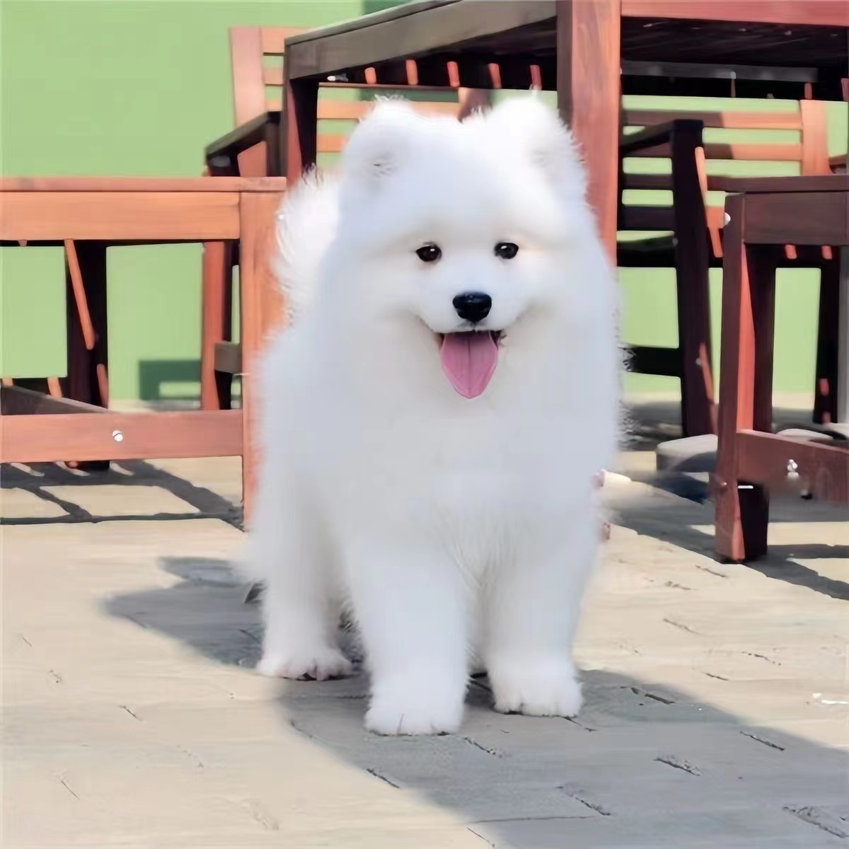 宠物狗狗直播间专用链接