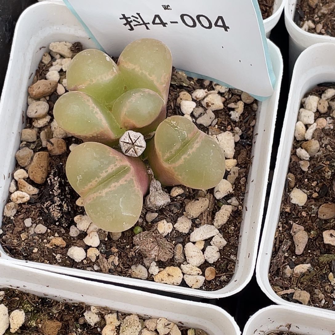 5***94-4肉锥多肉植物肉锥