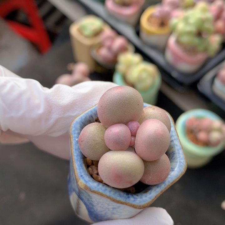 030 汉堡奶酪 叶片滚滚 