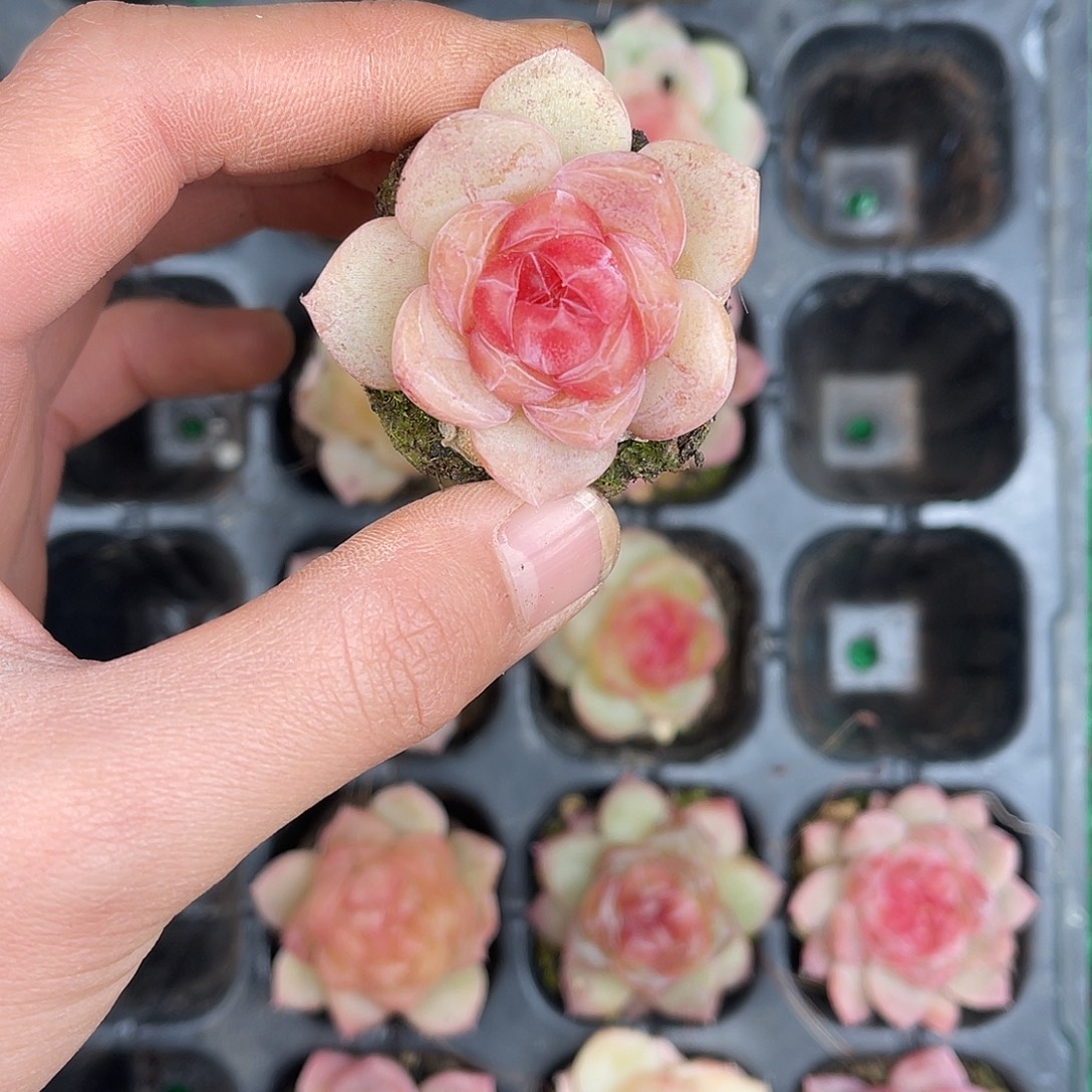 多肉一物一拍26-195