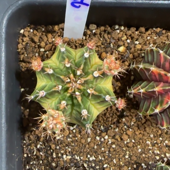 256-0122泰国发货多肉实生