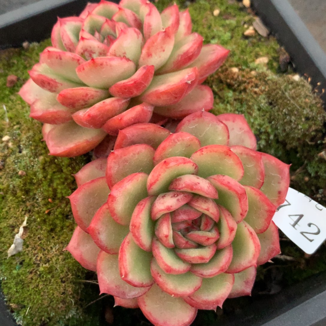 6742新年快乐发发发