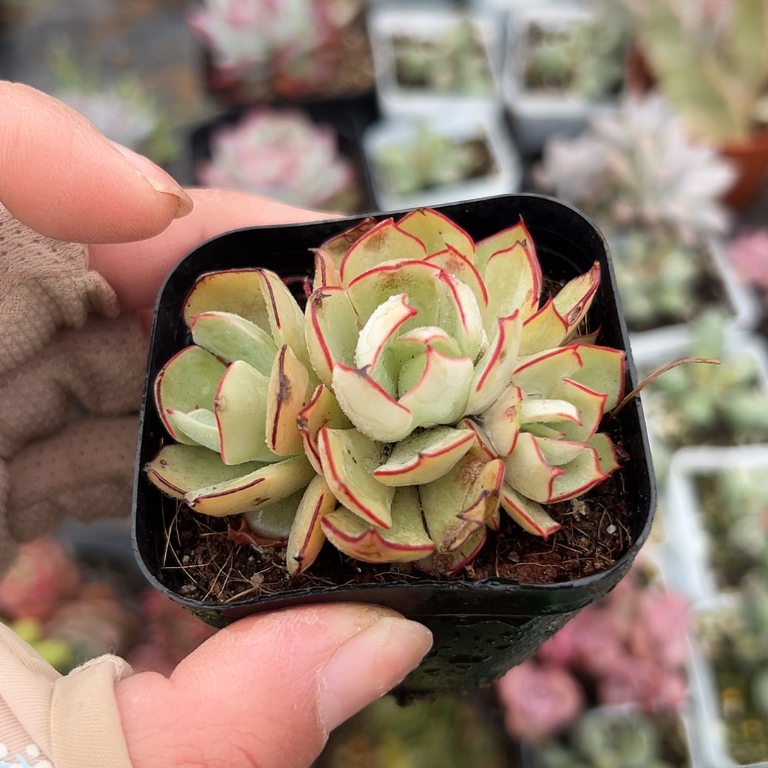 多肉植物多肉植物