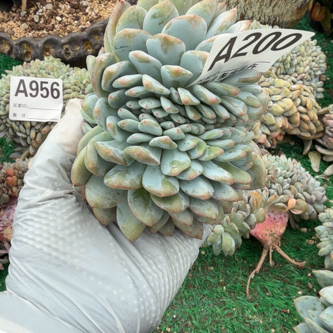 龙头龙尾鲨鱼嘴多肉