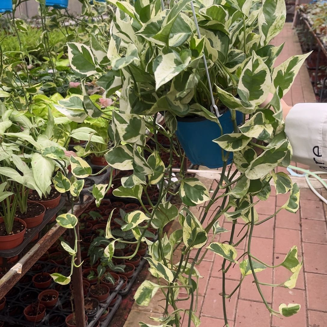 完全开放291白金葛