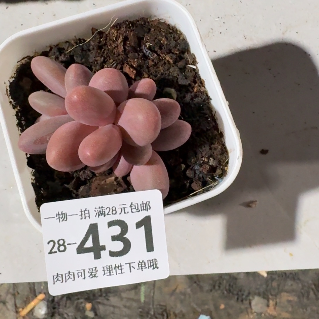 红手指无盆土发货无