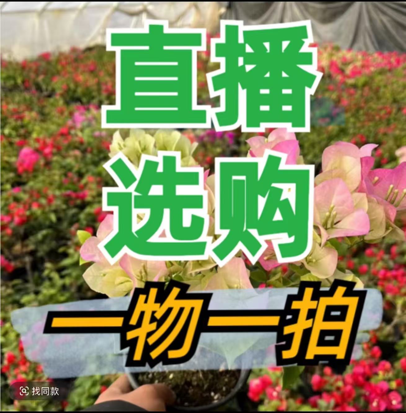 【三角梅一物一拍】按照主播所说价格下单拍错价格随机发货不退不换