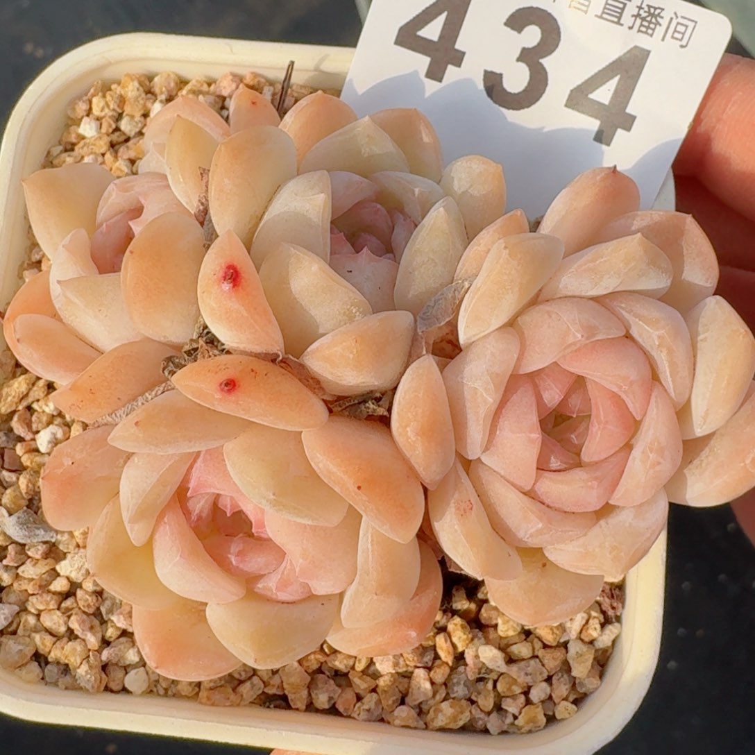 冰魄群生         精品多肉