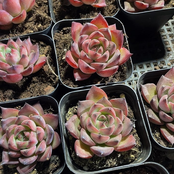 篝火2.8带盆土发