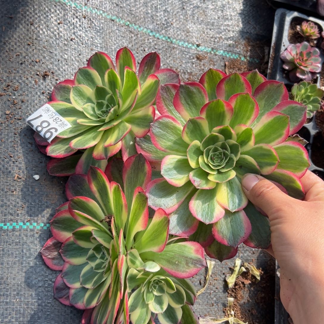 多肉植物987三颗的