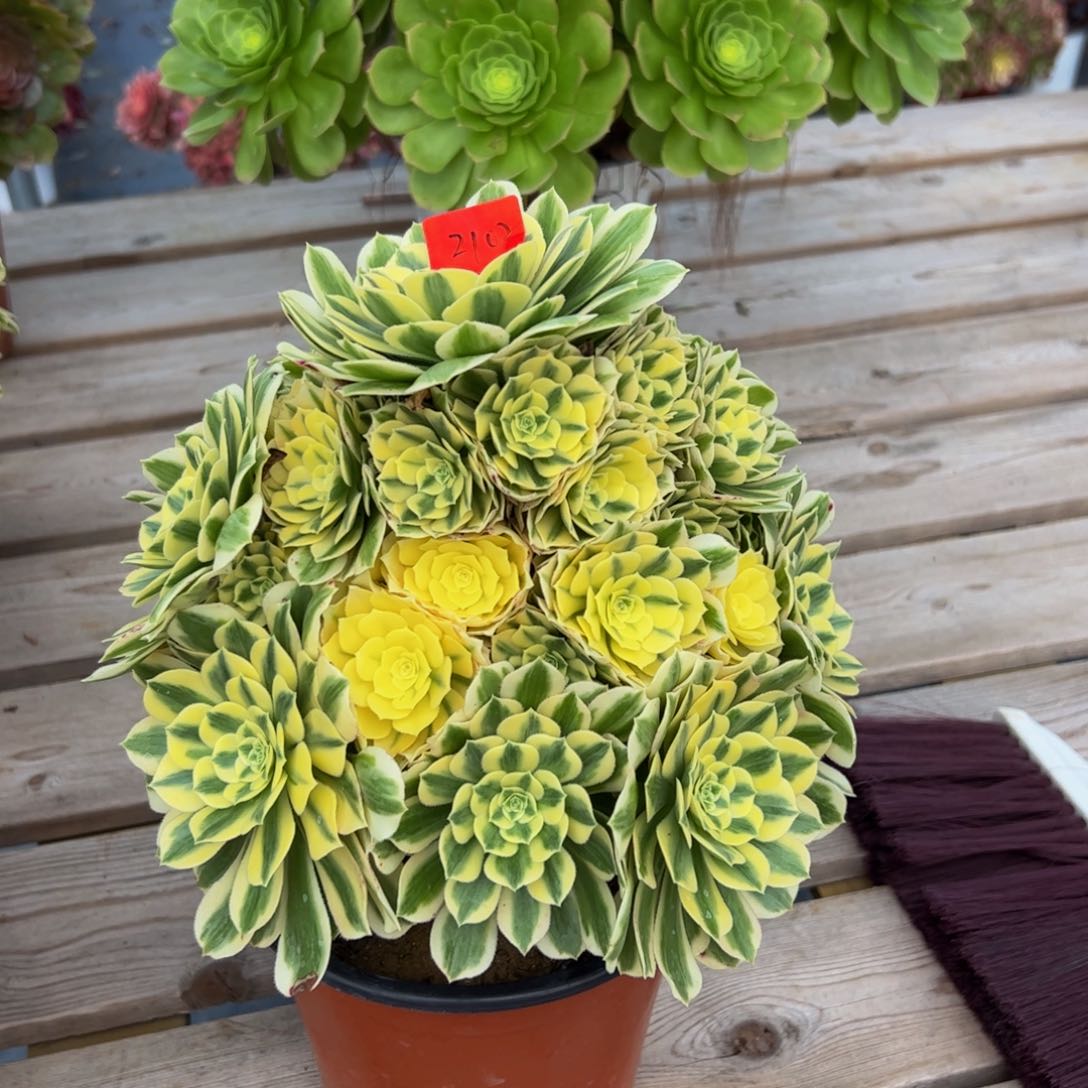 2102炖肉植物发货迈巴赫