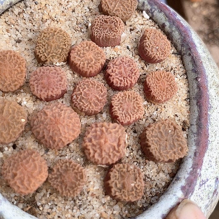 5586超烧一颗  dt7778