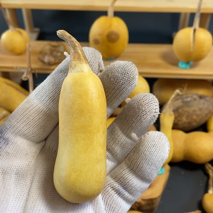 一***布葫芦葫芦真的