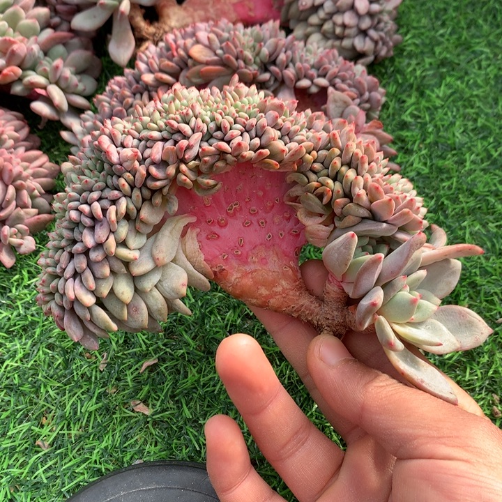 多肉植物叶插爱丽儿树缀