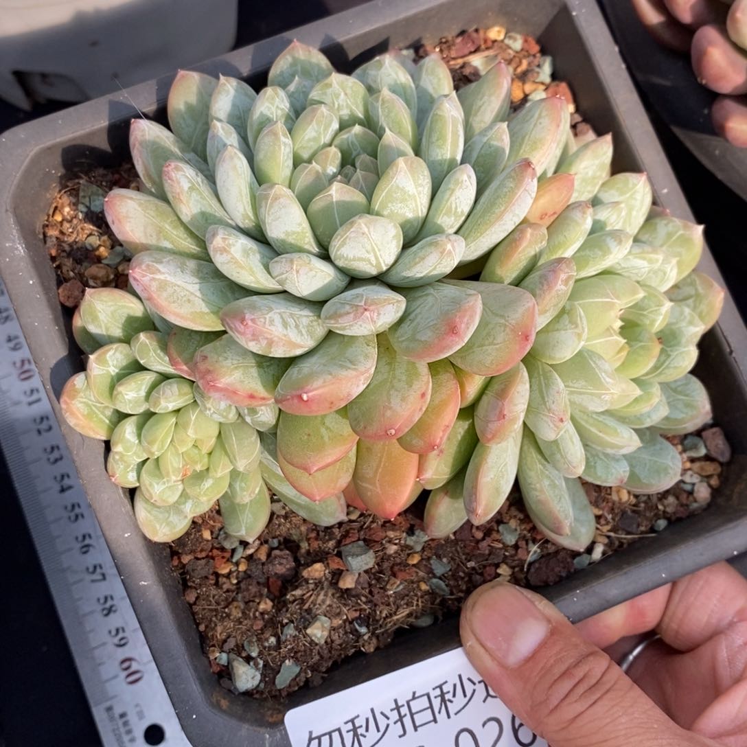 两单包邮1126-26百搭翡翠