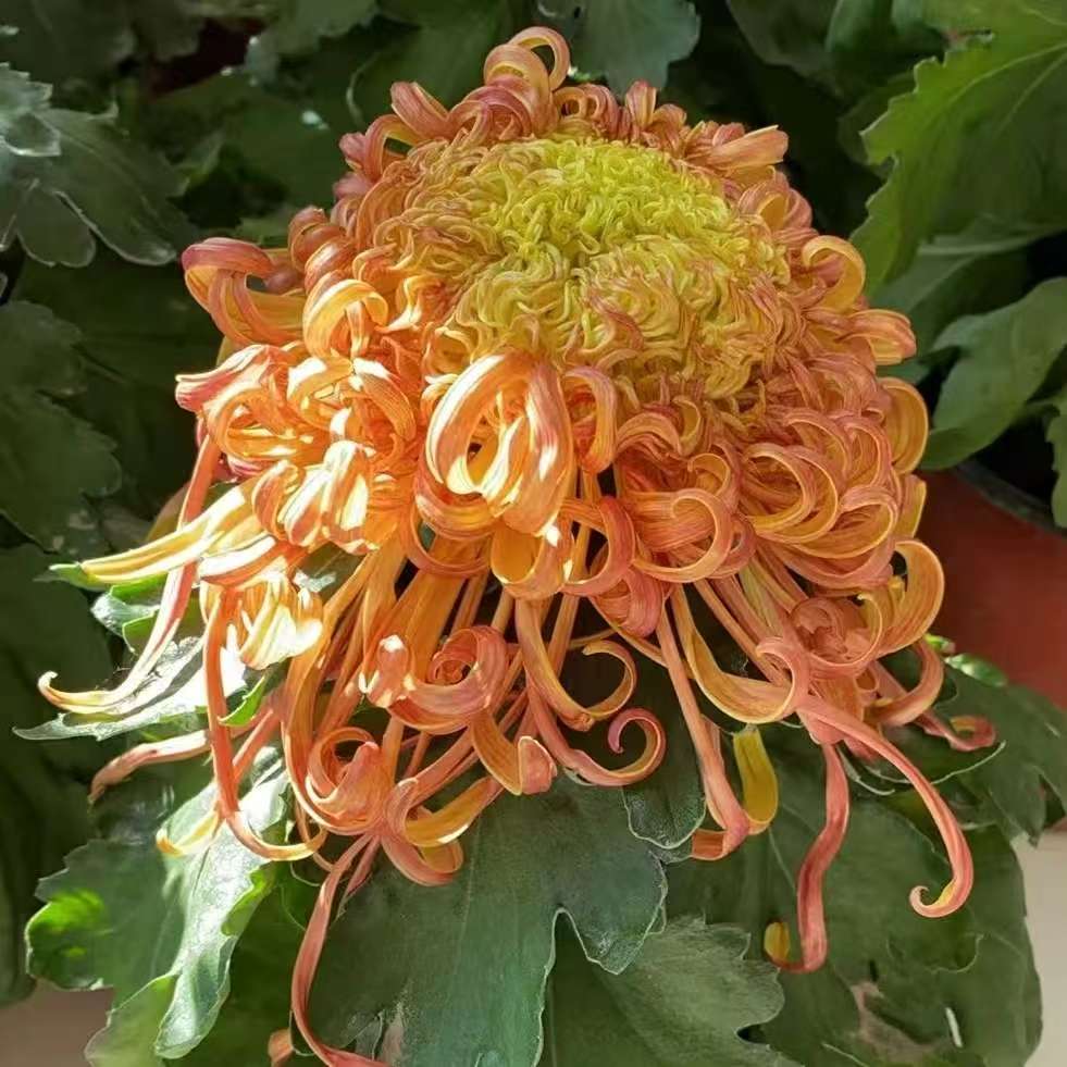 九月大菊（雁峰万里）带花苞发货