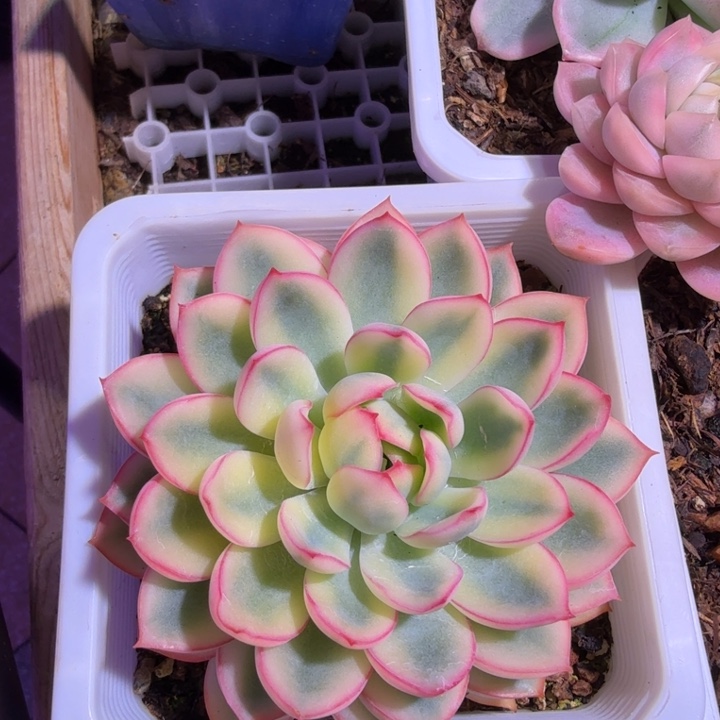 雨燕座锦多肉植物