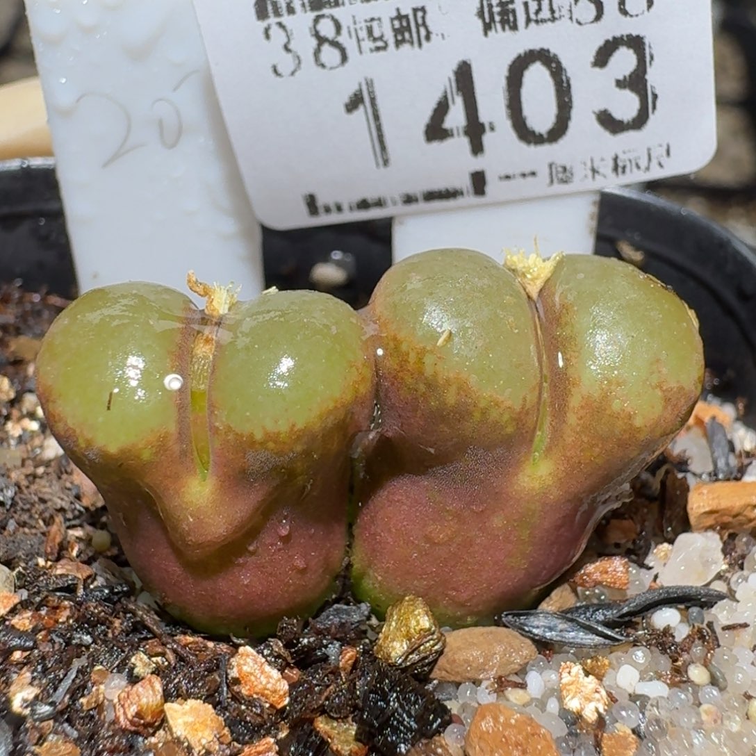 zzz精品也福利1403